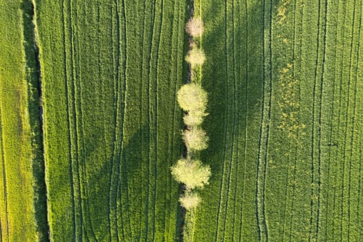 Aerial photographic documentation of the green color of wheat in spring