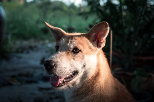 Thai brown stray dog is a animal type mammal and pet so cute playing at beautiful nature garden or farm and looking at something with joy and happy