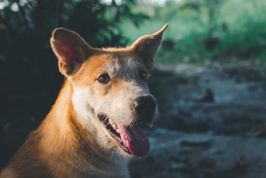 Thai brown stray dog is a animal type mammal and pet so cute playing at beautiful nature garden or farm and looking at something with joy and happy