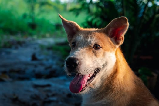 Thai brown stray dog is a animal type mammal and pet so cute playing at beautiful nature garden or farm and looking at something with joy and happy