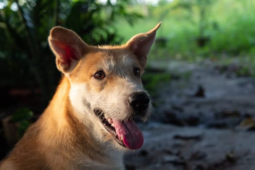 Thai brown stray dog is a animal type mammal and pet so cute playing at beautiful nature garden or farm and looking at something with joy and happy