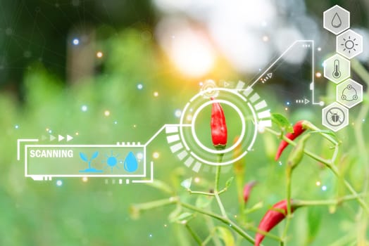 Smart farm digital icon and futuristic AI data infographic of Chilli peppers or red chilies in farm gardening is vegetable use for ingredient of Thai food