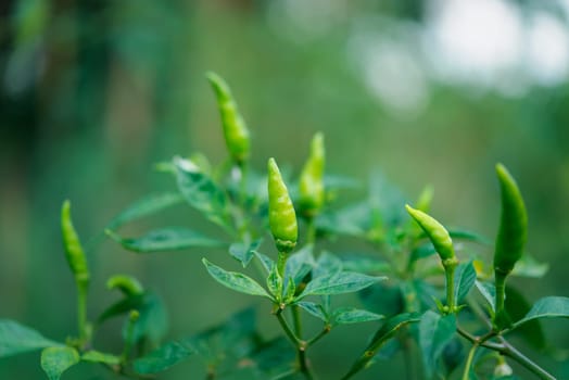 Chilli peppers or green chilies in farm gardening is vegetable use for ingredient of Thai food