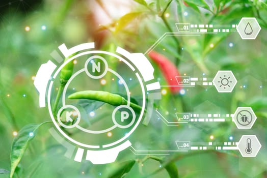 Smart farm digital icon and futuristic AI data infographic of Chilli peppers or green chilies in farm gardening is vegetable use for ingredient of Thai food