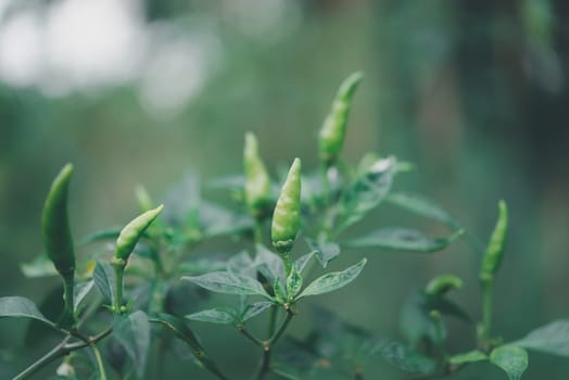 Chilli peppers or green chilies in farm gardening is vegetable use for ingredient of Thai food