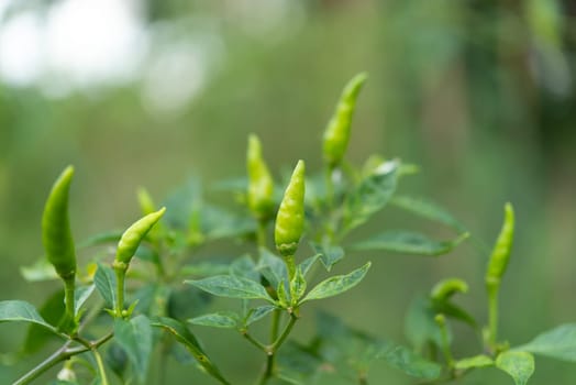 Chilli peppers or green chilies in farm gardening is vegetable use for ingredient of Thai food