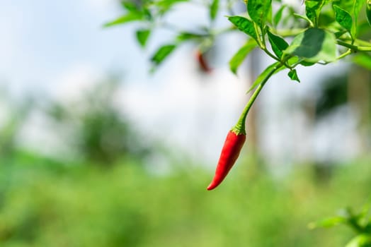 Chilli peppers or red chilies in farm gardening is vegetable use for ingredient of Thai food