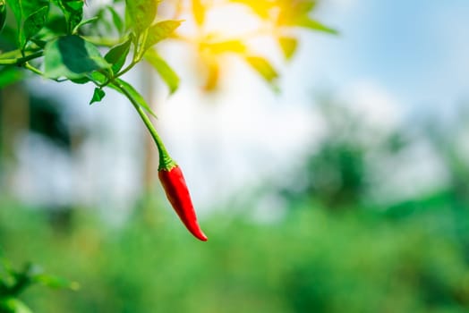 Chilli peppers or red chilies in farm gardening is vegetable use for ingredient of Thai food
