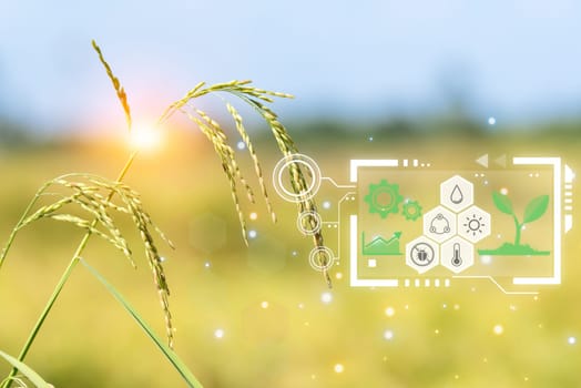 Smart farm digital icon and futuristic AI data infographic of Landscape nature of rice field on rice paddy green color lush growing is a agriculture in asia