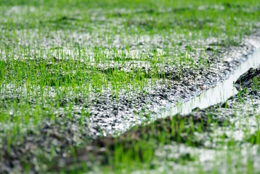 Landscape nature of rice field on rice paddy green color lush growing is a agriculture in asia