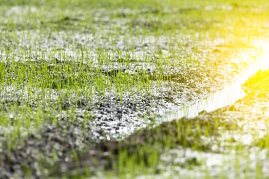 Landscape nature of rice field on rice paddy green color lush growing is a agriculture in asia