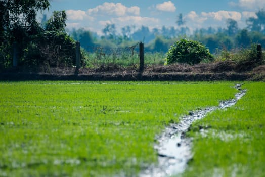 Landscape nature of rice field on rice paddy green color lush growing is a agriculture in asia