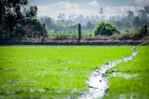 Landscape nature of rice field on rice paddy green color lush growing is a agriculture in asia