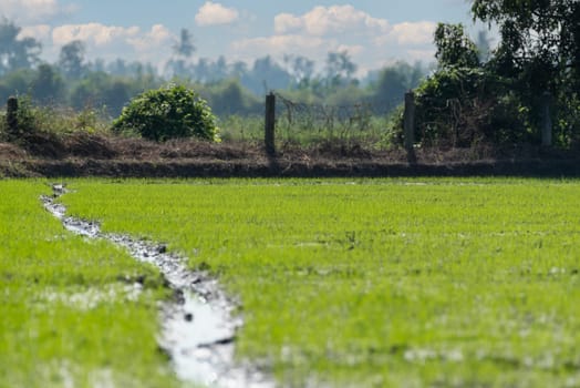 Landscape nature of rice field on rice paddy green color lush growing is a agriculture in asia