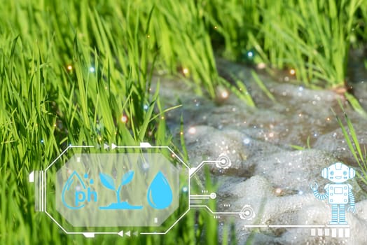 Smart farm digital icon and futuristic AI data infographic of Watering of nature rice field on rice paddy green color lush growing is a agriculture in asia