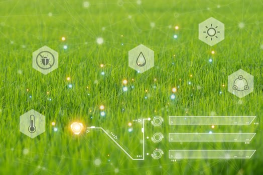 Smart farm digital icon and futuristic AI data infographic of Landscape nature of rice field on rice paddy green color lush growing is a agriculture in asia