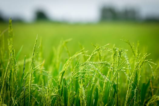 Landscape nature of rice field on rice paddy green color lush growing is a agriculture in asia