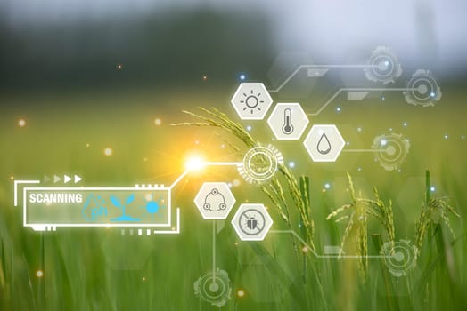 Smart farm digital icon and futuristic AI data infographic of Landscape nature of rice field on rice paddy green color lush growing is a agriculture in asia