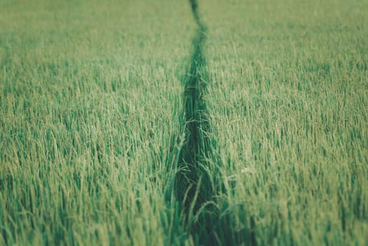 Landscape nature of rice field on rice paddy green color lush growing is a agriculture in asia