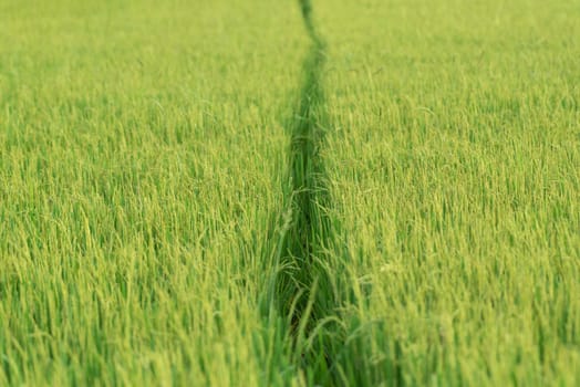 Landscape nature of rice field on rice paddy green color lush growing is a agriculture in asia