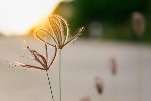 Silhouette landscape of nature grass field and flower of grass on meadow garden field green color lush with sunlight (sunset or sunshine) in countryside or park