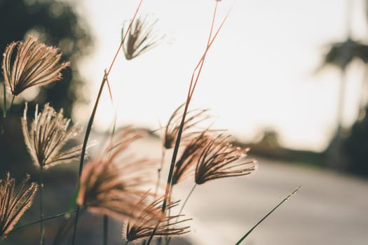 Silhouette landscape of nature grass field and flower of grass on meadow garden field green color lush with sunlight (sunset or sunshine) in countryside or park