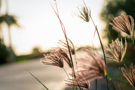 Silhouette landscape of nature grass field and flower of grass on meadow garden field green color lush with sunlight (sunset or sunshine) in countryside or park