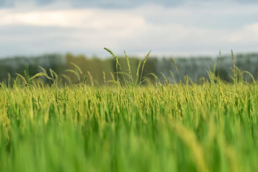 Landscape nature of rice field on rice paddy green color lush growing is a agriculture in asia