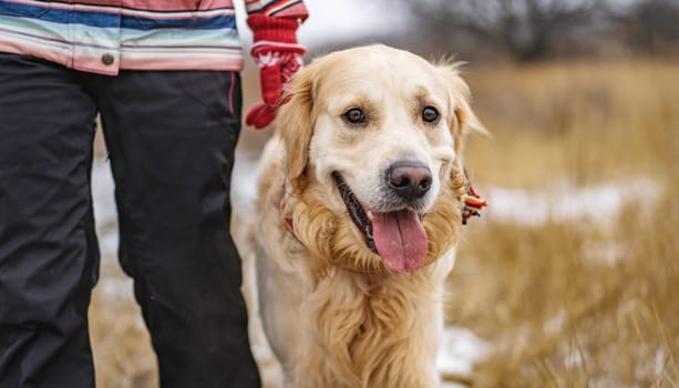 Golden retriever dog walking with owner in winter landscape with dry grass in background