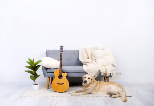Golden retriever dog lying near sofa in light room interior with green plant and guitar