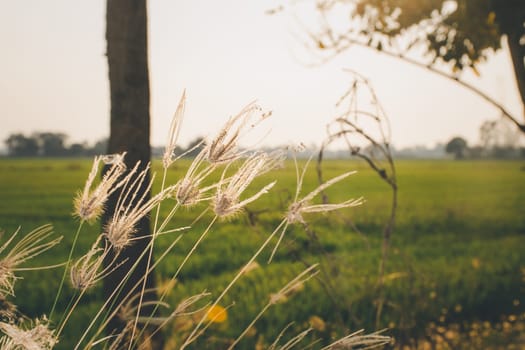 Silhouette landscape of nature grass field and flower of grass on meadow garden field green color lush with sunlight (sunset or sunshine) in countryside or park