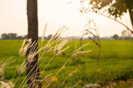 Silhouette landscape of nature grass field and flower of grass on meadow garden field green color lush with sunlight (sunset or sunshine) in countryside or park