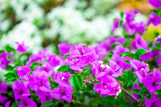 Flower purple or violet color Naturally beautiful flowers in the garden.