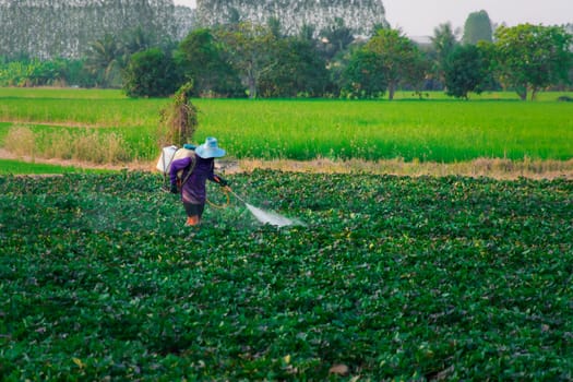 Nature of sweet potatoes plantation or yam farming on rural land green color lush growing is a agriculture in asia