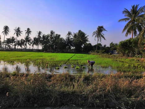 Landscape nature of rice field on rice paddy green color lush growing is a agriculture in asia