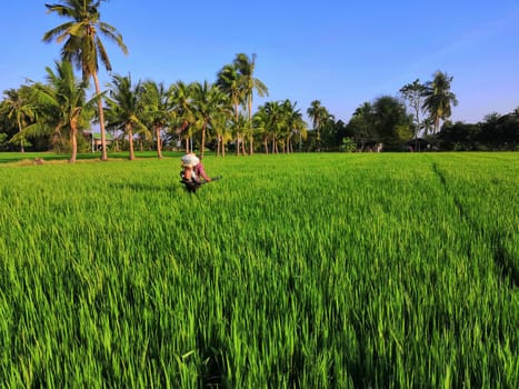 Landscape nature of rice field on rice paddy green color lush growing is a agriculture in asia