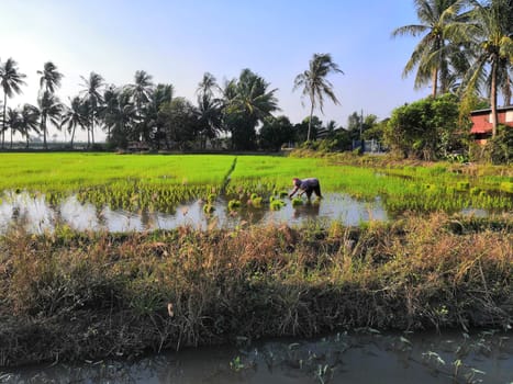 Landscape nature of rice field on rice paddy green color lush growing is a agriculture in asia