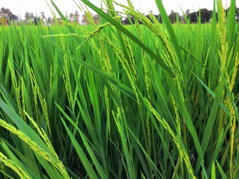 Landscape nature of rice field on rice paddy green color lush growing is a agriculture in asia