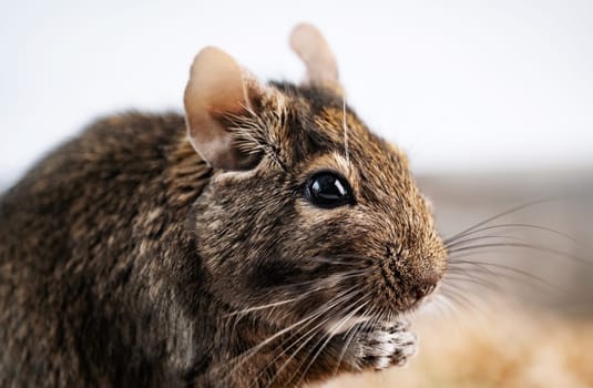 Cute squirrel degu nibbling food