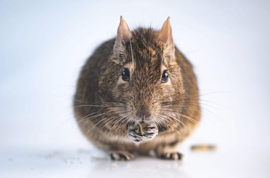 Funny rodent degu eating on white background