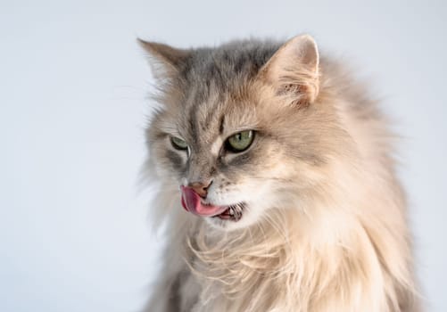 Cute fluffy cat licking nose with pink tongue
