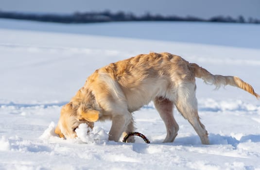 Funny retriever dog digging sparkling white snow in winter