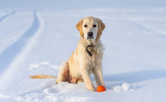 Cute young retriever dog with ball sitting on clean snow