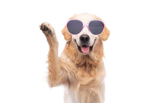 Golden retriever dog in sun protective glasses giving paw isolated on white background