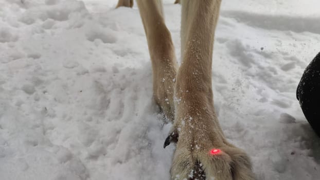 Large paws with claws of Dog German Shepherd in winter day and white snow arround. Big waiting eastern European dog veo and white snow