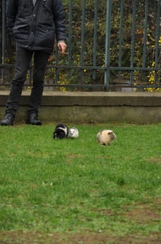 Man walking his guinea pigs in a public park in Paris, France