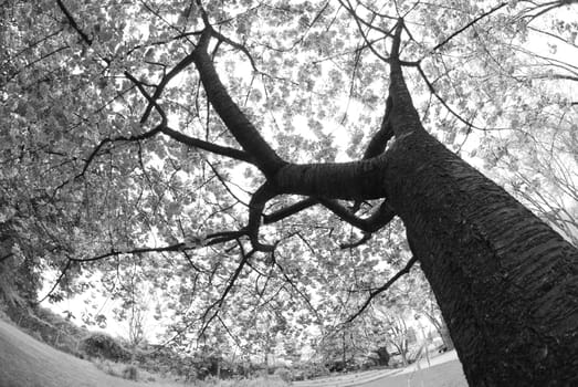Grayscale low angle shot of a tree in Essen, Germany