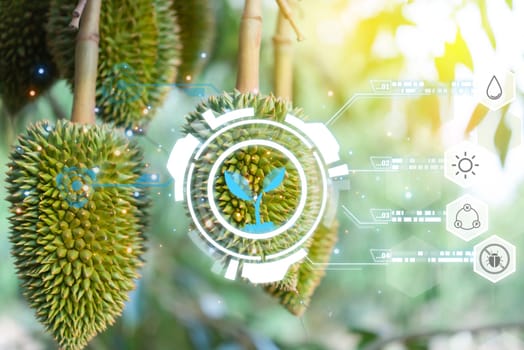 Smart farm digital icon and futuristic AI data infographic of Durian seedling or sapling durian is king of fruit in Thailand and asia fruit have spikes shell and sweet at agriculture farm