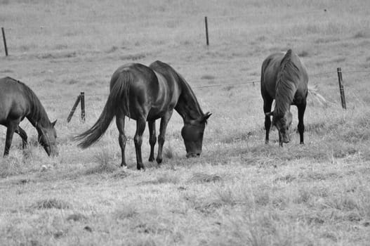 Horses grazing in the field in Ratingen, Germany
