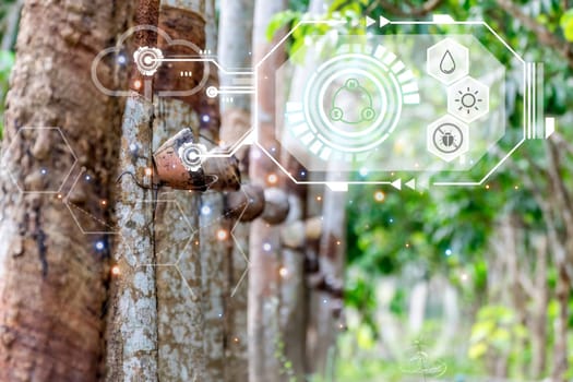 Smart farm digital icon and futuristic AI data infographic of Rubber tree with natural rubber drop to the bowl at rubber tree plantation natural latex is a agriculture for industry in Thailand